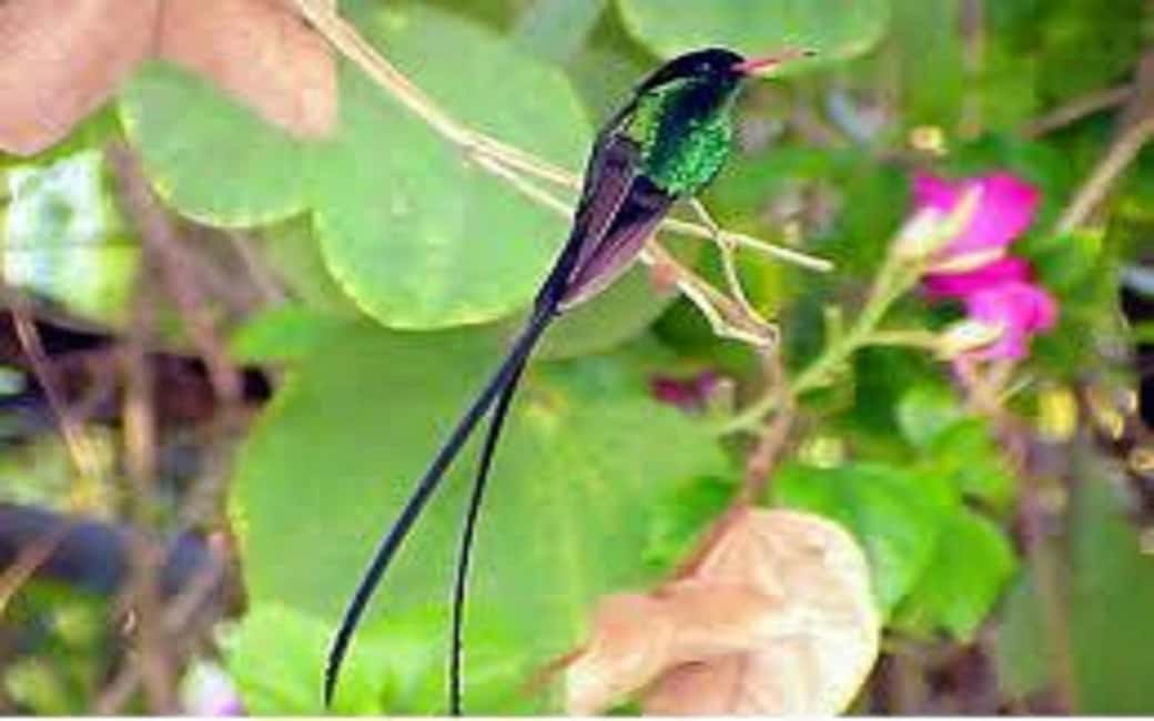 Montego Bay: Private Rocklands Bird Sanctuary Trip - Key Things You’ll Notice at Rocklands Bird Sanctuary