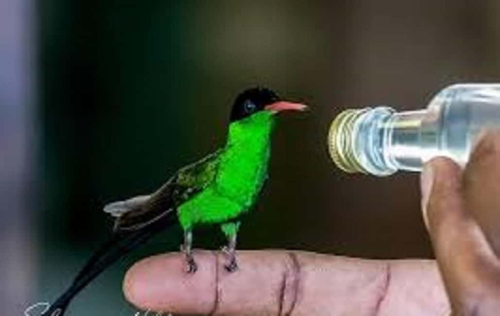 Montego Bay: Private Rocklands Bird Sanctuary Trip - The Guided Woods Walk: Endemics, Medicinal Plants, and Warblers