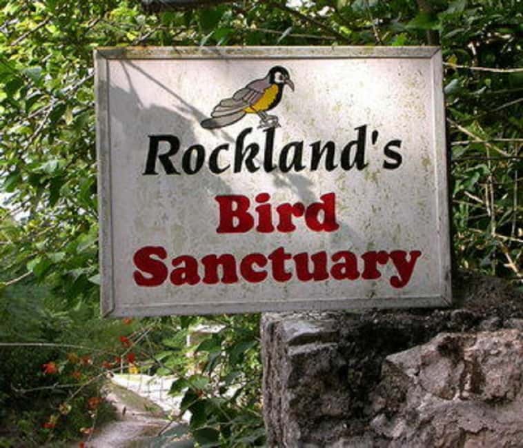Montego Bay: Private Rocklands Bird Sanctuary Trip - Pickup Reality: Where Your Driver Will Meet You