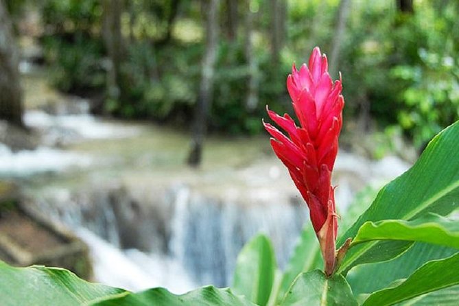 Montego Bay to Dunn's River Falls Half-Day Trip - Craft Market Time and the Reality of Vendors