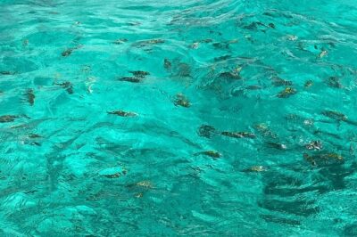 Negril and Ricks Cafe Sunset Tour with Boat Ride and Snorkeling - The Drive to Negril: How to Start the Day Right