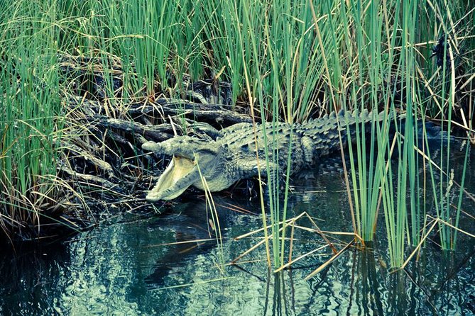 Private Appleton YS Falls and Black River Tour from Montego Bay - Stop 3: Black River boat safari for wild crocodiles