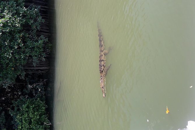 Private Black River Safari Tour from Montego Bay - On the Black River: Wildlife, Birds, and Crocodiles Close to the Bank