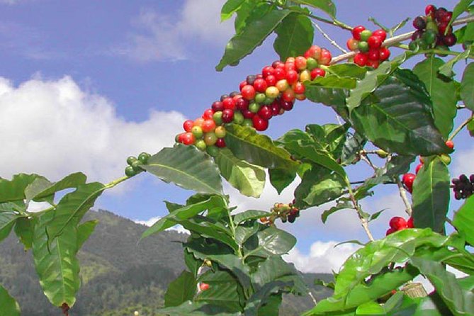 Private Blue Mountain tour from Ocho Rios - Private Blue Mountains day from Ocho Rios: why it feels different