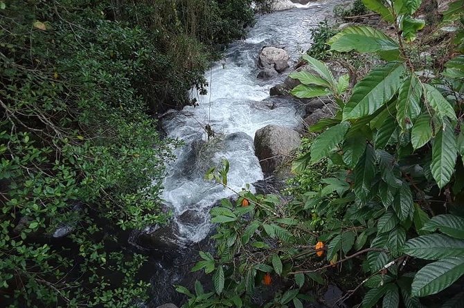 Private Blue Mountain tour from Ocho Rios - Coffee farm tasting in the rainforest: what you’re really paying for