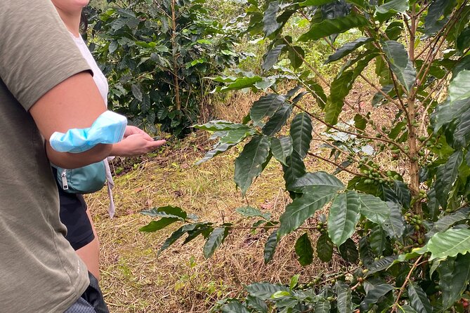 Private Blue Mountain tour from Ocho Rios - Who should book this Blue Mountains coffee tour