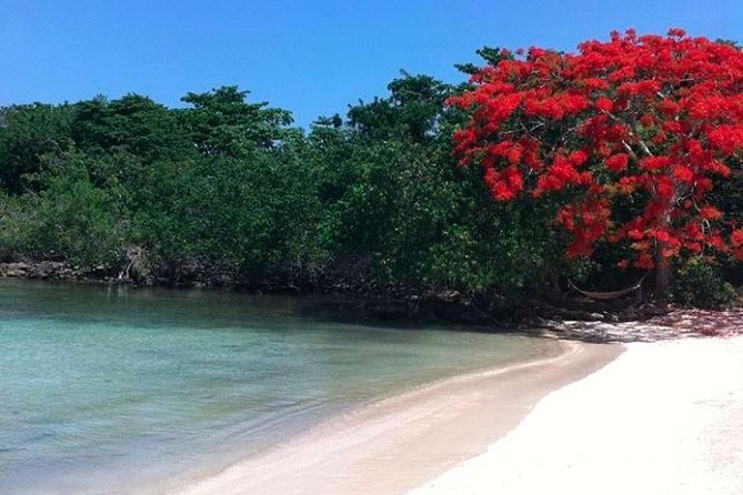 Private Half Moon Beach Tour from Montego Bay - Pickup and Getting Out of Town: The Logistics That Matter