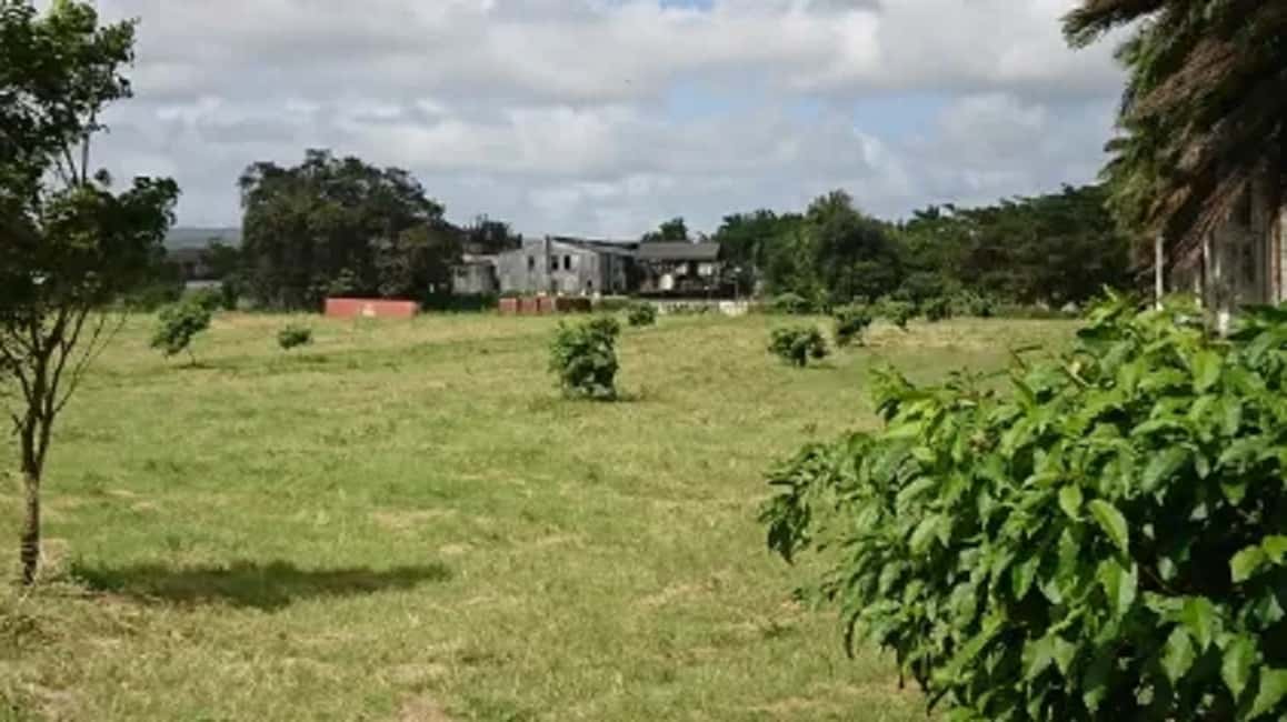 Private Hampden Estate Rum Trip from Montego Bay - Distillery Time: Learning Hampden’s Rum-Making Secrets