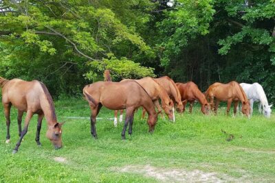 Private Horseback Riding, Swimming and Dunn's River Falls Tour - Getting Picked Up in Montego Bay (and Staying Comfortable)