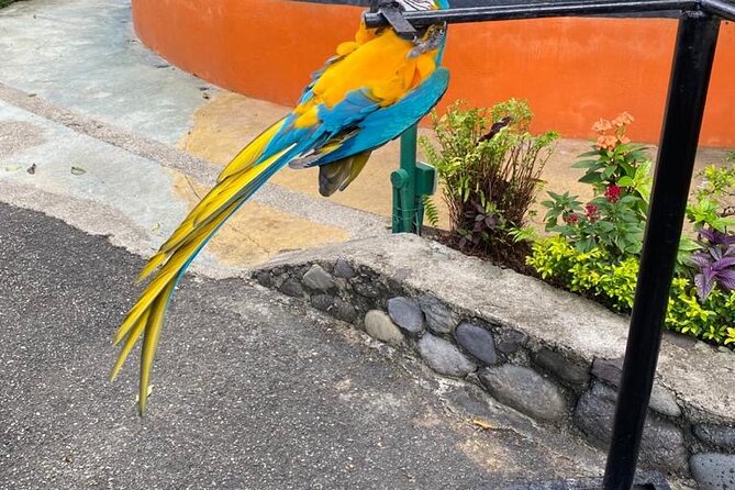 Private Konoko Falls and Blue Hole Combo Tour from Ocho Rios - Konoko Falls & Park: River Gardens and Taino Stories with a Local Guide