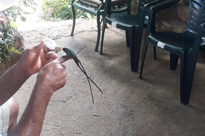 Private Rockland Bird Sanctuary Tour from Montego Bay - Key Things You’ll Remember