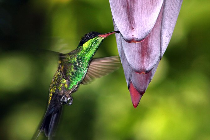 Private Rockland Bird Sanctuary Tour from Montego Bay - The One-Hour Hummingbird Moment at Rocklands
