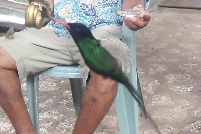 Private Rockland Bird Sanctuary Tour from Montego Bay - More Than Hummingbirds: The Garden Walk and Other Birds