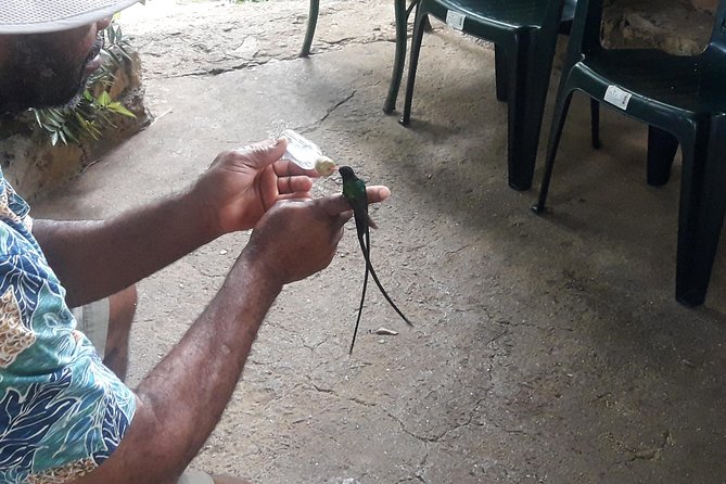 Private Rockland Bird Sanctuary Tour from Montego Bay - Getting There From Montego Bay Without Making It Complicated