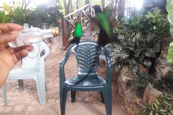 Private Rockland Bird Sanctuary Tour from Montego Bay - Best Fit: Who Will Love This Tour