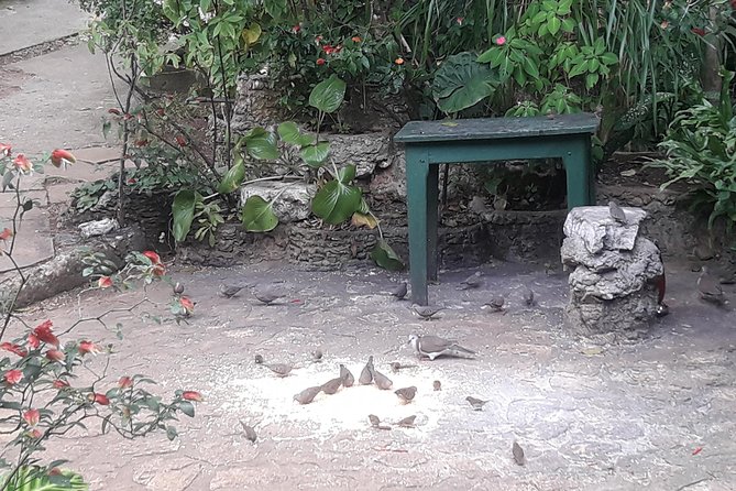 Private Rockland Bird Sanctuary Tour from Montego Bay - Weather Reality: When Rain Changes the Bird Action