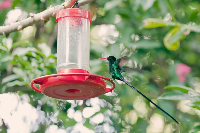 Private Rockland Bird Sanctuary Tour from Montego Bay - Feeding Hummingbirds: How the Lesson Works