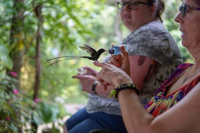 Rockland Bird Sanctuary plus Montego Bay Highlights & Shopping Private Tour - Why Rocklands Bird Sanctuary feels personal, not touristy