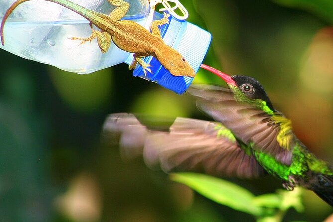 Rockland Bird Sanctuary plus Montego Bay Highlights & Shopping Private Tour - What the patio and deck layout does for bird spotting