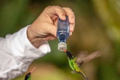 Rockland Bird Sanctuary plus Montego Bay Highlights & Shopping Private Tour - Hummingbird feeding: sugar water in a bottle, seed on your hand