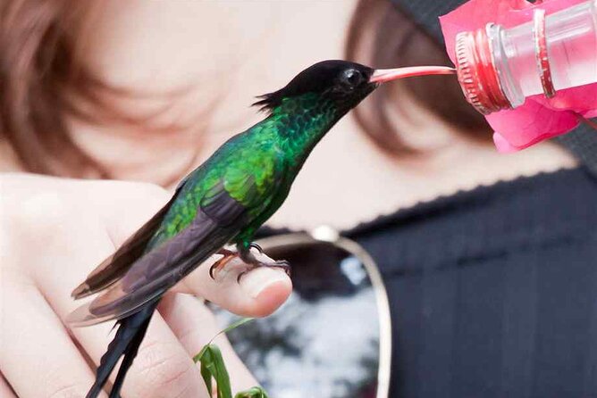 Rockland Bird Sanctuary plus Montego Bay Highlights & Shopping Private Tour - Private hotel pickup: the part that makes the day easier