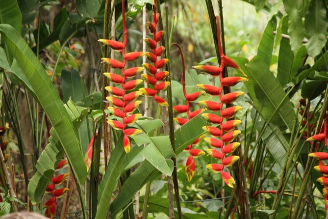 Rockland Bird Sanctuary plus Montego Bay Highlights & Shopping Private Tour - Who should book this private bird-and-shopping tour
