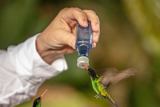 Rockland Bird Sanctuary plus Montego Bay Highlights & Shopping Private Tour - Hummingbird feeding: sugar water in a bottle, seed on your hand