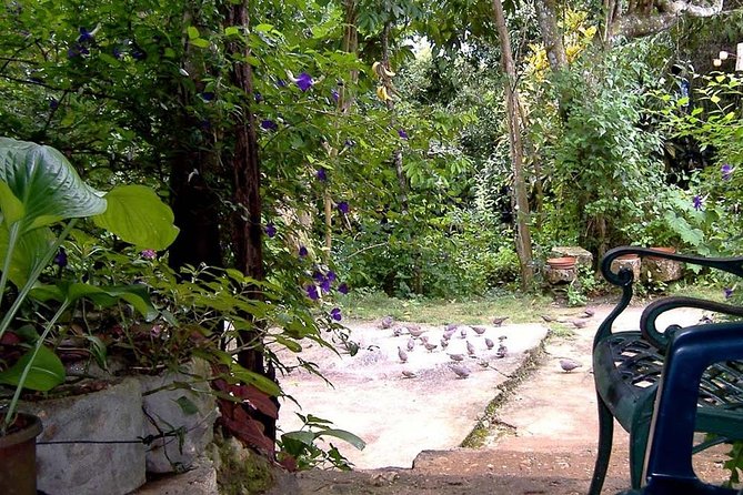 Rockland Bird Sanctuary Private Tour - Door-to-door Montego Bay comfort: how the ride shapes the whole day