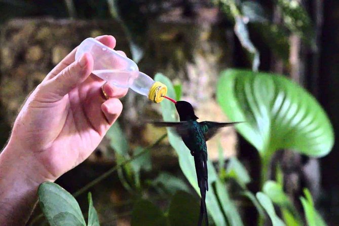 Rockland Bird Sanctuary Private Tour - Beyond hummingbirds: mango, doves, grassquits, and bullfinch possibilities