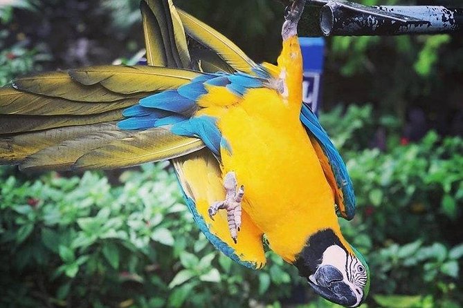 Rockland Bird Sanctuary Tour [Transportation] Hotel Pick-Up - Key Highlights You’ll Actually Care About