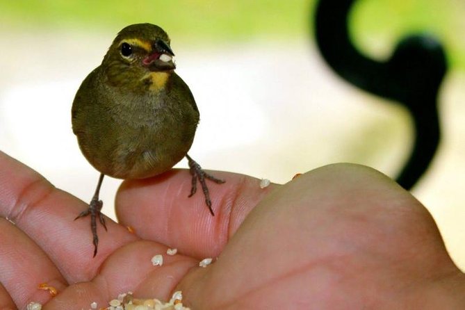 Rockland Bird Sanctuary Tour [Transportation] Hotel Pick-Up - Rocklands Bird Sanctuary: a peaceful birdhouse break from Montego Bay