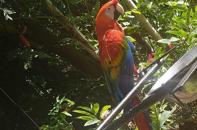 Rockland Bird Sanctuary Tour [Transportation] Hotel Pick-Up - When weather and timing get in the way