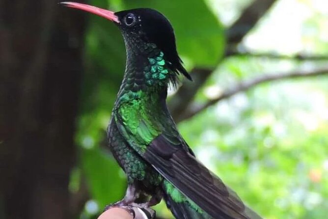 Rocklands Bird Sanctuary and Montego Bay Highlights - The Anchovy-to-Rocklands drive: scenery plus a built-in warm-up
