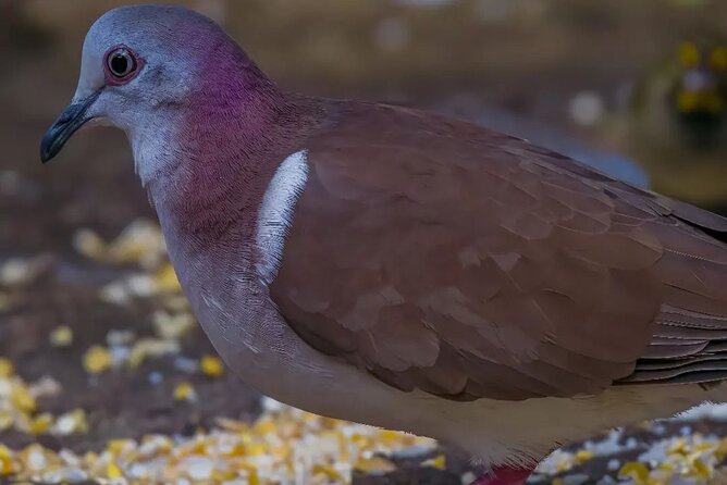 Rocklands Bird Sanctuary and Montego Bay Highlights - The timing: how to make your 1.5 hours of bird time count
