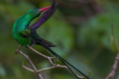 Rocklands Bird Sanctuary and Montego Bay Highlights - Rocklands Bird Sanctuary: the hands-on hummingbird moment