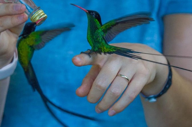 Rocklands Bird Sanctuary and Montego Bay Highlights - What to expect on the way: shopping and quick local food chances