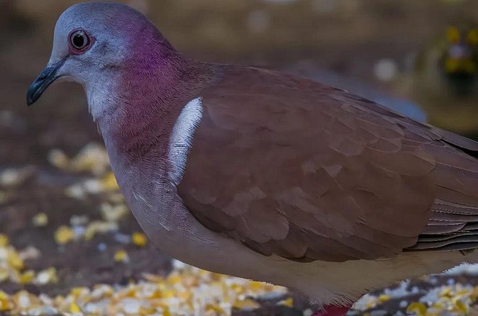 Rocklands Bird Sanctuary and Montego Bay Highlights - Private transportation value: why the $120 price can make sense