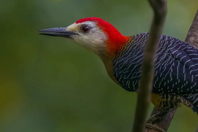 Rocklands Bird Sanctuary and Montego Bay Highlights - Who this tour is best for (and who might want a different day)