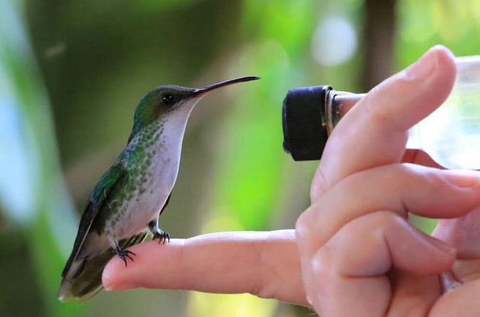 Rocklands Bird Sanctuary and Montego Bay Highlights - Driver notes: why the human touch matters