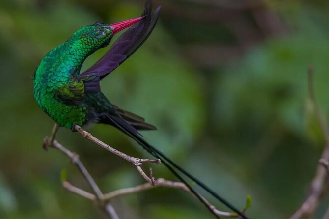 Rocklands Bird Sanctuary and Montego Bay Highlights - Rocklands Bird Sanctuary: the hands-on hummingbird moment