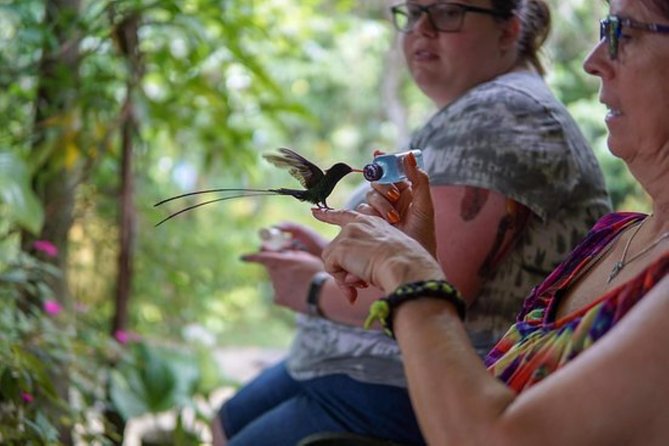 Rocklands Bird Sanctuary & City Highlights plus Shopping from Montego Bay - Montego Bay Quick Hits: Sam Sharpe Square, Church, and Views