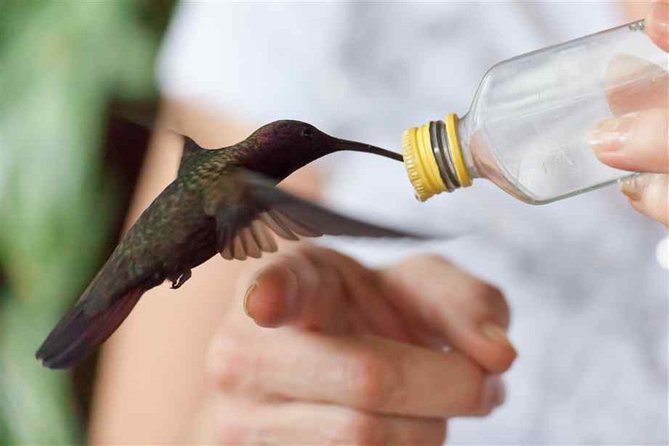 Rocklands Bird Sanctuary & City Highlights plus Shopping from Montego Bay - The Pace, Walking, and What It Means for You