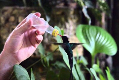 Rocklands Bird Sanctuary & City Highlights plus Shopping from Montego Bay - Hip Strip Shopping: Souvenirs Without a Big Detour