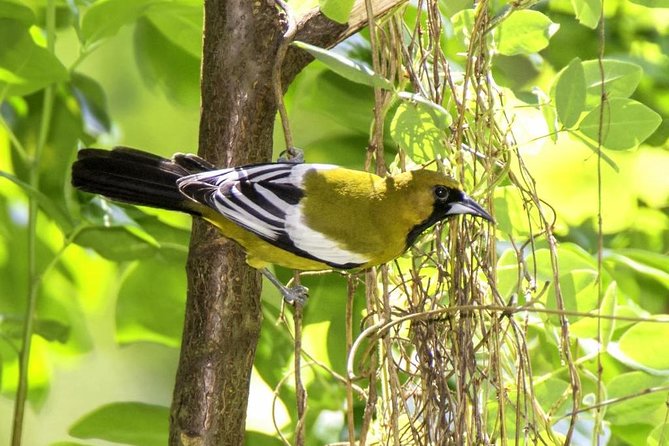 Rocklands Bird Sanctuary & City Highlights plus Shopping from Montego Bay - Price and Value: What $135 Really Buys