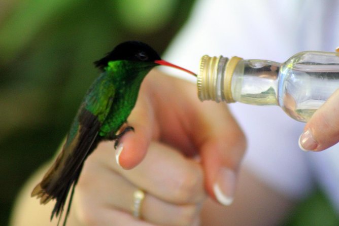 Rocklands Bird Sanctuary & City Highlights plus Shopping from Montego Bay - Who This Tour Suits Best