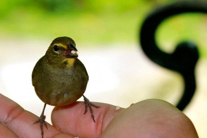 Rocklands Bird Sanctuary & City Highlights plus Shopping from Montego Bay - A Practical Way to Plan Your Morning