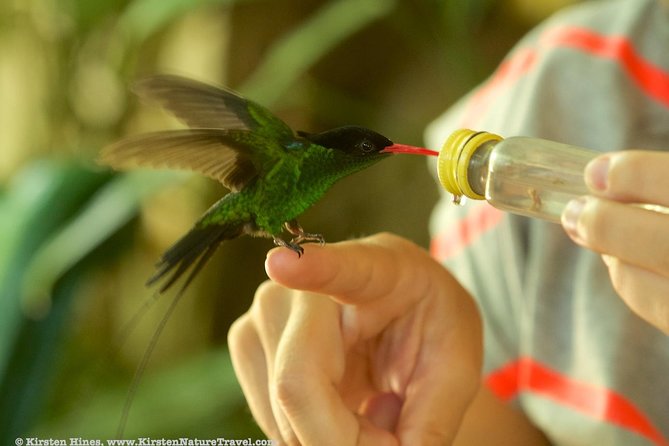 Rocklands Bird Sanctuary & City Highlights plus Shopping from Montego Bay - Should You Book Rocklands Bird Sanctuary and Montego Bay Highlights?