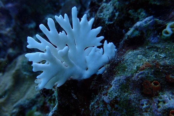 Scuba Diving and shopping on the Hipstrip. - Getting there: hotel pickup, A/C comfort, and the 3-hour reality