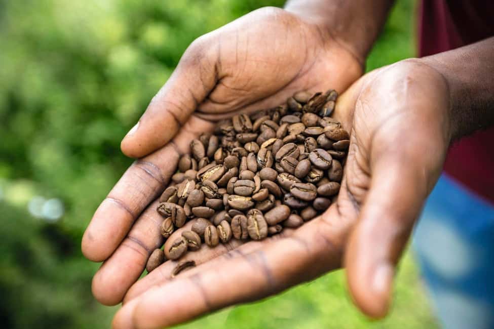 Shared/Private Full Day Blue Mountains Tour -Top Attractions - Blue Mountains First: Craighton Estate and Coffee Tasting