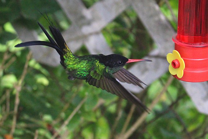 Skip the Line: Ahhh Ras Natango Gallery and Garden Admission Tickets - Key Highlights You’ll Actually Care About